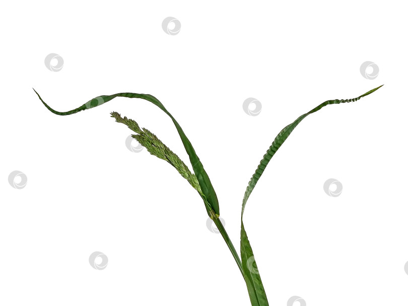 Скачать Кошачья трава (Dactylis glomerata), выделенная на белом фоне фотосток Ozero