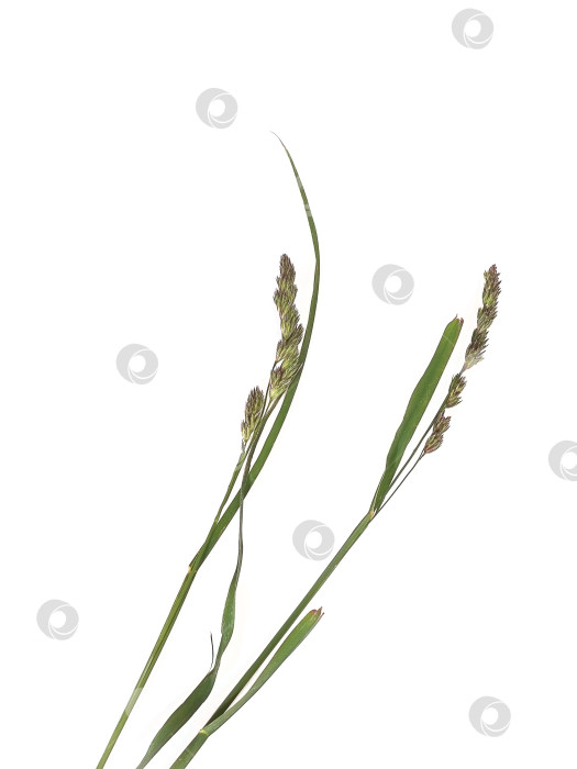 Скачать Кошачья трава (Dactylis glomerata), выделенная на белом фоне фотосток Ozero