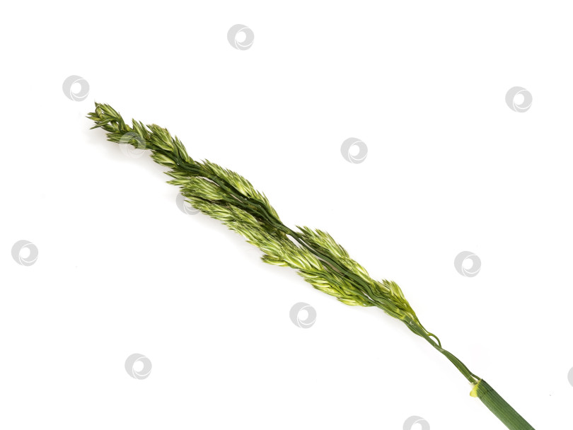 Скачать Кошачья трава (Dactylis glomerata), выделенная на белом фоне фотосток Ozero