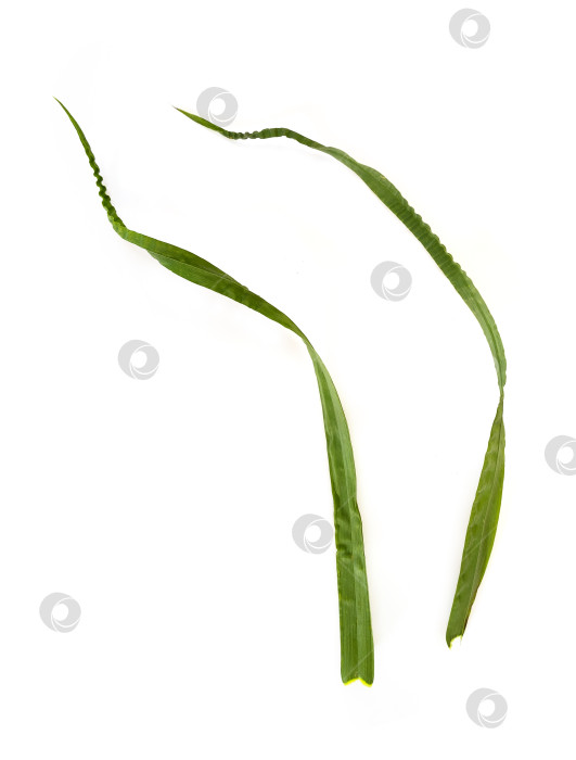 Скачать Кошачья трава (Dactylis glomerata), выделенная на белом фоне фотосток Ozero
