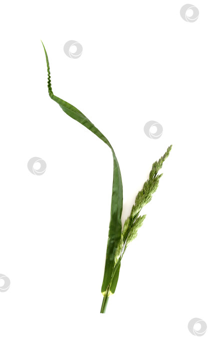 Скачать Кошачья трава (Dactylis glomerata), выделенная на белом фоне фотосток Ozero