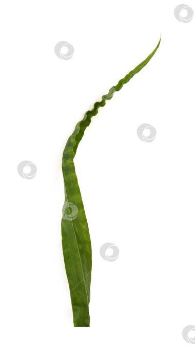 Скачать Кошачья трава (Dactylis glomerata), выделенная на белом фоне фотосток Ozero
