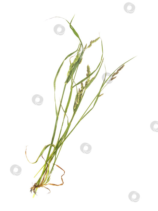 Скачать Кошачья трава (Dactylis glomerata), выделенная на белом фоне фотосток Ozero