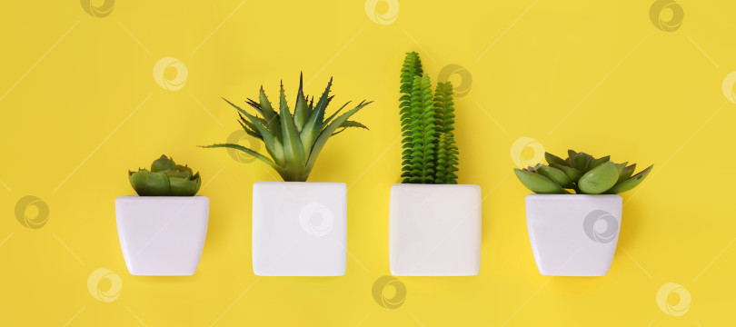 Скачать Ботаническая копия суккулентов, выделенных на желтом фоне фотосток Ozero