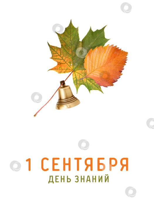 Скачать Зеленый и желтый осенний кленовый лист на изолированном белом фоне фотосток Ozero