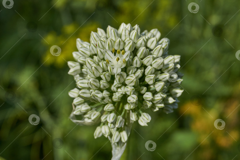 Скачать Соцветие лука репчатого (лат. Allium cepa) на садовом участке. фотосток Ozero