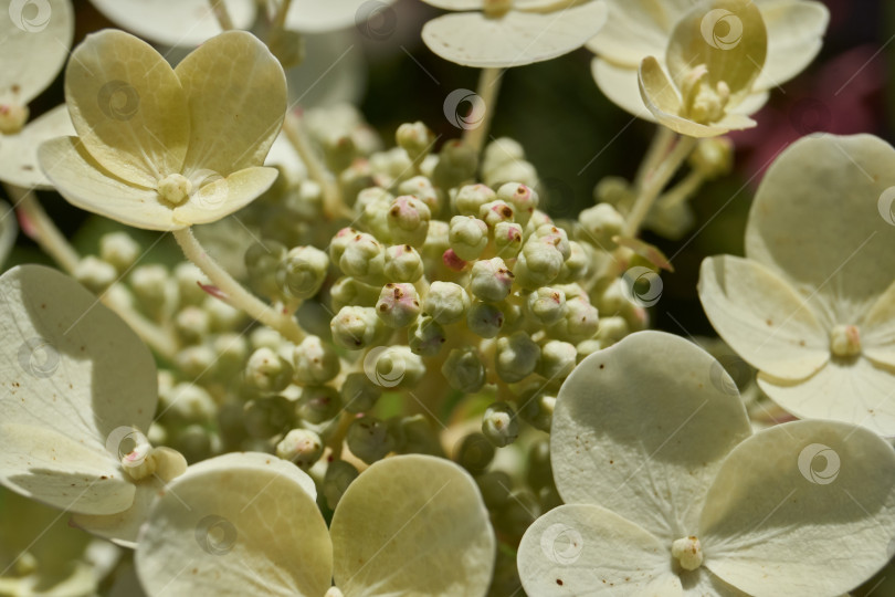 Скачать Распускаются соцветия гортензии (лат. Hydrangea). фотосток Ozero