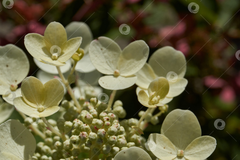 Скачать Распускаются соцветия гортензии (лат. Hydrangea). фотосток Ozero