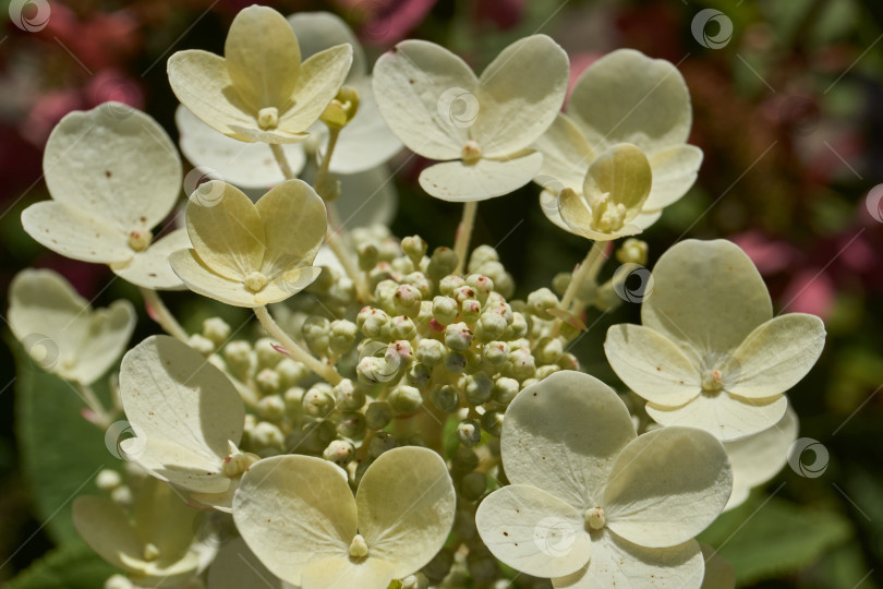 Скачать Распускаются соцветия гортензии (лат. Hydrangea). фотосток Ozero