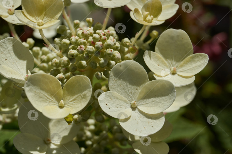 Скачать Распускаются соцветия гортензии (лат. Hydrangea). фотосток Ozero