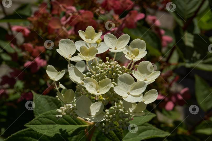 Скачать Распускаются соцветия гортензии (лат. Hydrangea). фотосток Ozero