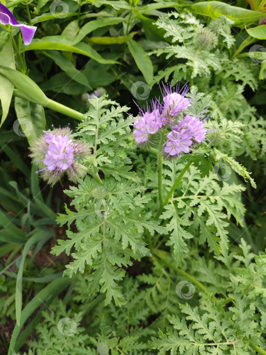 Скачать Красивые летние цветы. Фацелия тонкоцветковая (Phacelia tanacetifolia) фотосток Ozero