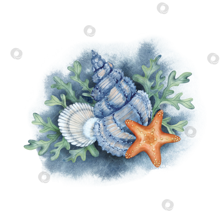 Скачать морские звезды и ракушки фотосток Ozero