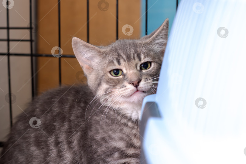 Скачать Очаровательный и милый Серый Полосатый Котенок, найденный в клетке фотосток Ozero