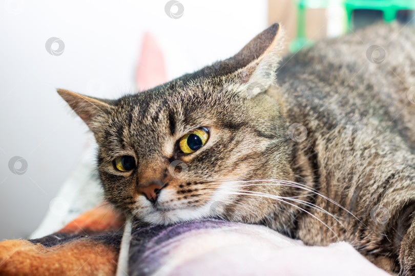 Скачать Спокойная Полосатая кошка любит комфортно отдыхать в Своем Домашнем пространстве фотосток Ozero