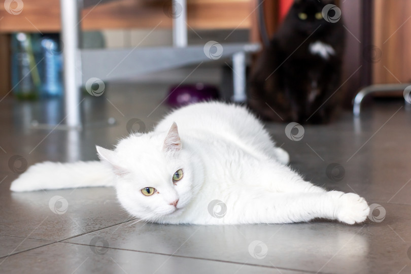 Скачать Элегантная Белая кошка потягивается в уютной домашней обстановке фотосток Ozero