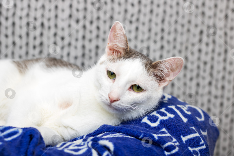 Скачать Пушистый бело-коричневый кот мирно лежит на уютном голубом одеяле фотосток Ozero