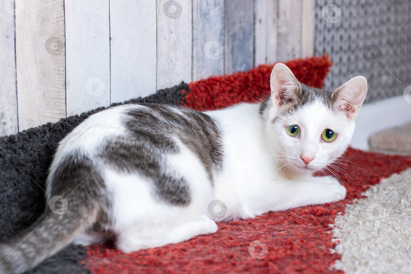 Скачать Бело-серая кошка мирно лежит на коврике фотосток Ozero