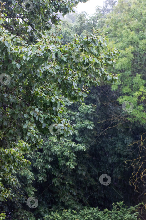 Скачать Густой лес с многочисленными деревьями и пышной листвой фотосток Ozero