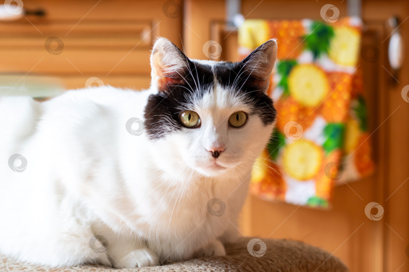 Скачать Черно-белая кошка на ковре рядом с лимонным полотенцем фотосток Ozero