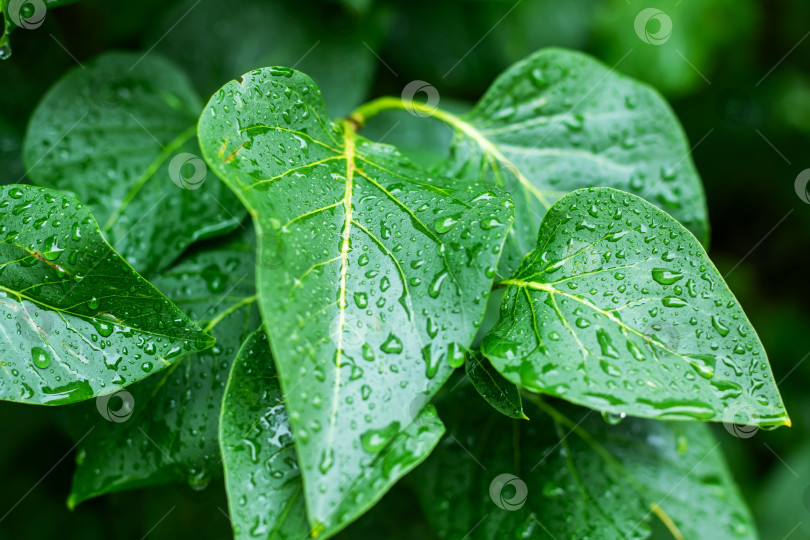 Скачать Детализированный крупный план ярко-зеленого листа, украшенного каплями воды фотосток Ozero