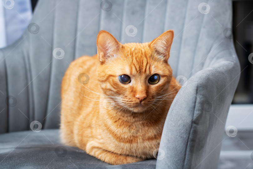 Скачать Прелестная рыжая кошка с поразительными голубыми глазами сидит на сером стуле фотосток Ozero
