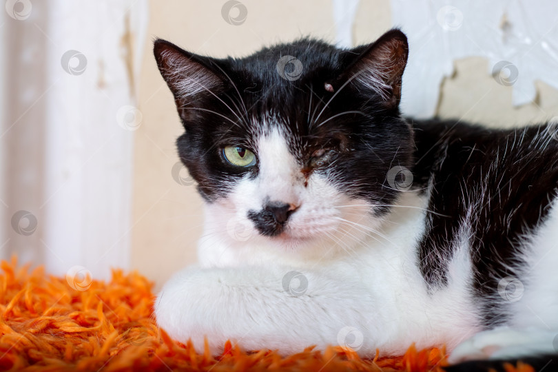 Скачать Игривый черно-белый кот уютно разлегся на оранжевом коврике фотосток Ozero
