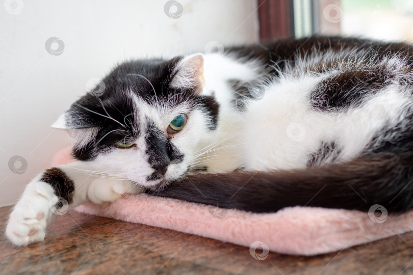 Скачать Черно-белая кошка уютно устроилась на мягком розовом одеяле фотосток Ozero