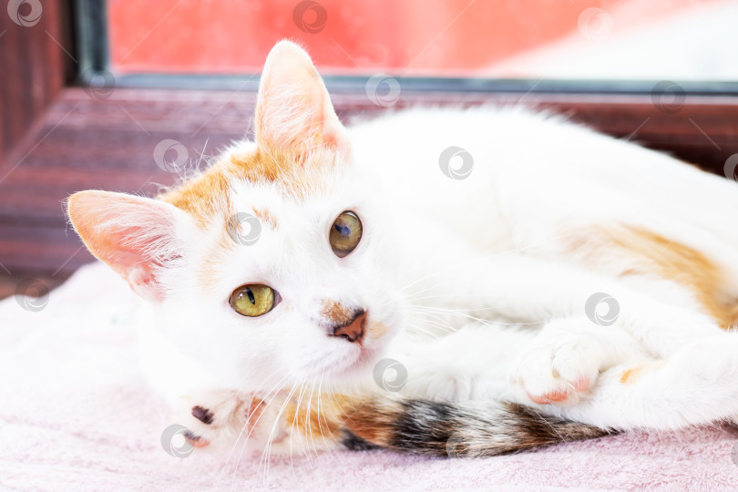 Скачать Красивая бело-оранжевая кошка уютно расположилась на розовом одеяле фотосток Ozero