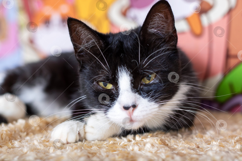 Скачать Черно-белый кот лежит на ковре и смотрит в камеру фотосток Ozero