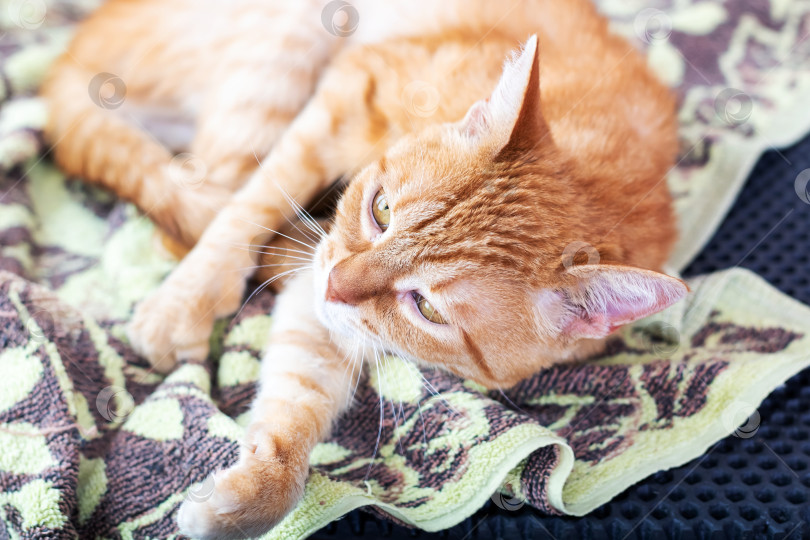 Скачать Кошка лежит на мягком одеяле и пристально смотрит в камеру фотосток Ozero