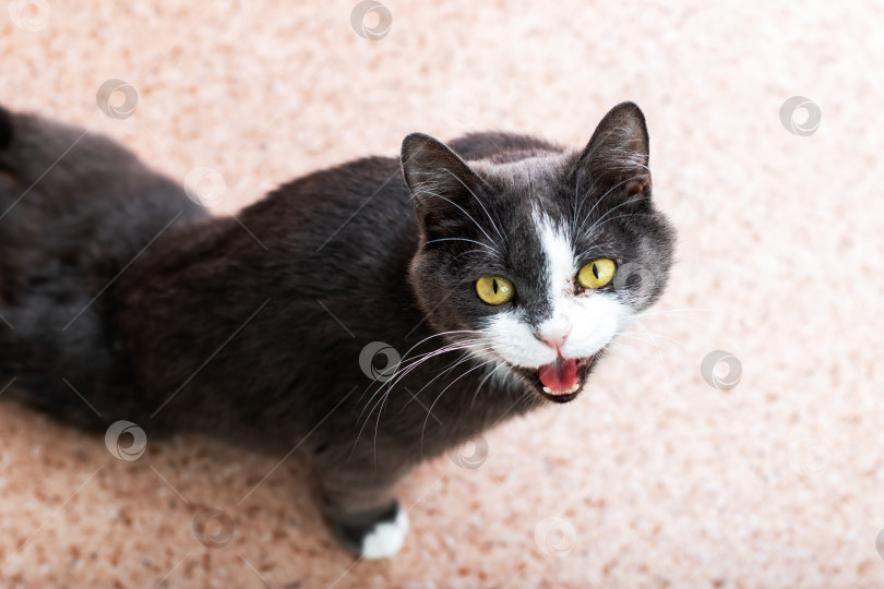 Скачать Черно-белая кошка с яркими желтыми глазами и широко раскрытой пастью фотосток Ozero