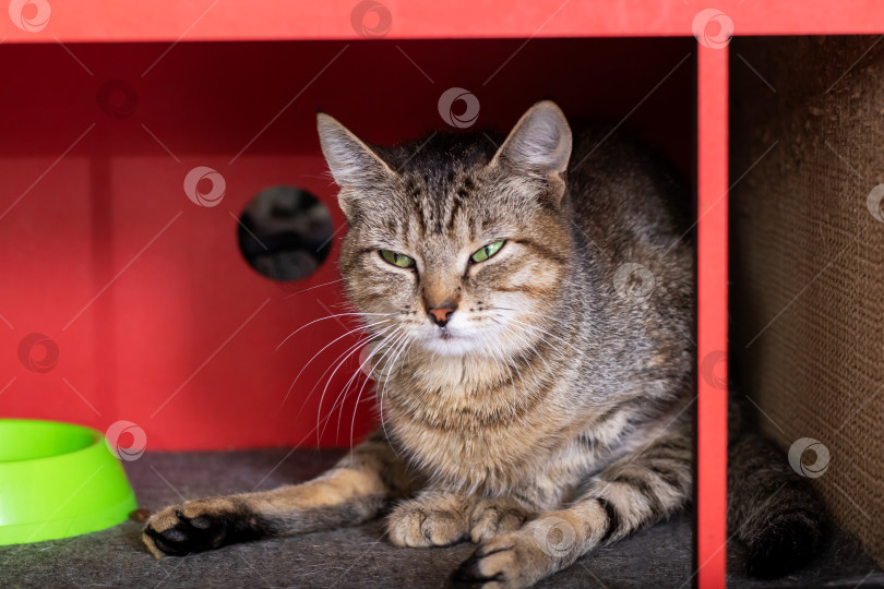 Скачать Домашняя кошка уютно устроилась под красной полкой, рядом с зеленой миской фотосток Ozero
