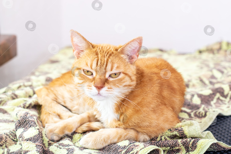 Скачать Оранжево-белая кошка уютно устроилась на одеяле поверх кровати фотосток Ozero