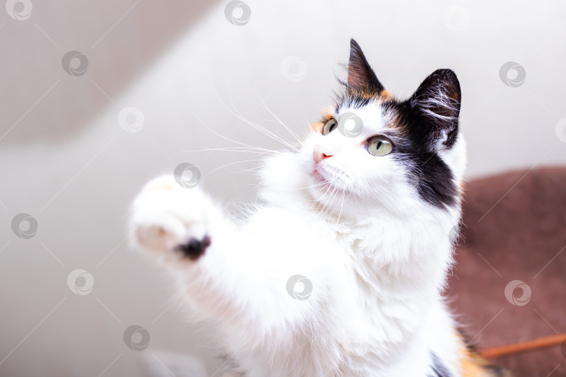 Скачать Красивая ситцевая кошка высоко поднимает лапу в воздух фотосток Ozero
