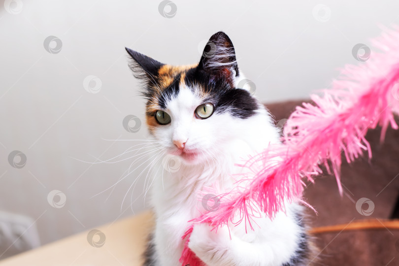 Скачать Игривая ситцевая кошечка наслаждается розовой игрушкой из перьев фотосток Ozero