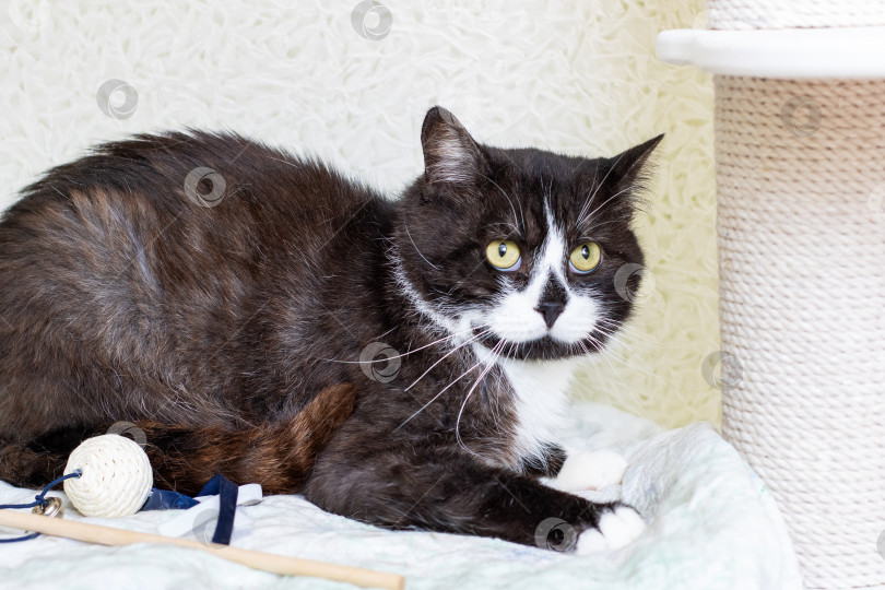 Скачать Черно-белая кошка с яркими желтыми глазами лежит на кровати фотосток Ozero
