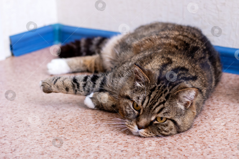 Скачать Домашняя кошка удобно лежит на спине на полу фотосток Ozero
