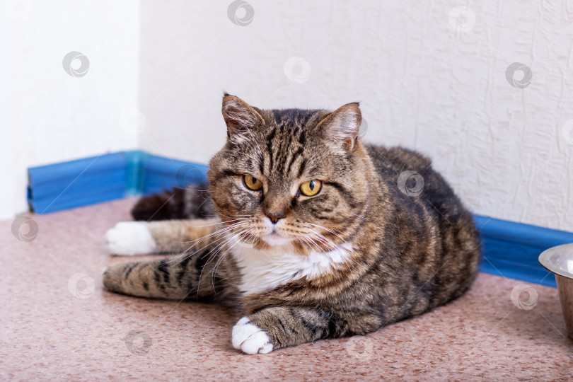Скачать Домашняя кошка удобно лежит на полу рядом с миской с едой фотосток Ozero