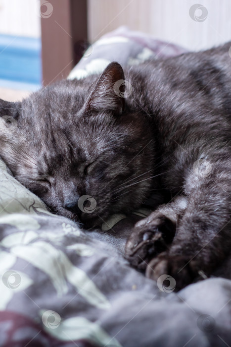 Скачать Кошка мирно спит на уютной кровати, наслаждаясь своим отдыхом фотосток Ozero