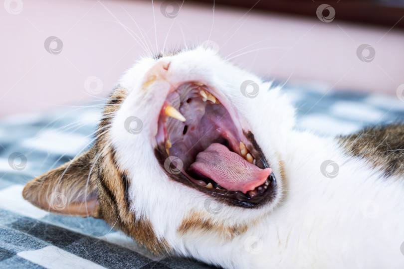 Скачать Кошка потягивается и зевает с широко открытой пастью фотосток Ozero