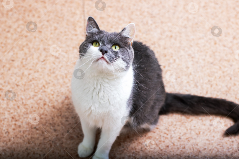 Скачать Серо-белая кошка с зелеными глазами сидит на ковре фотосток Ozero