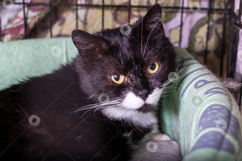 Скачать Черно-белая кошка сидит в клетке и пристально смотрит в камеру фотосток Ozero