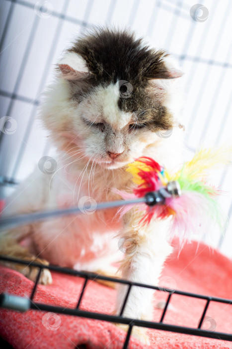Скачать Симпатичный кошачий кот весело проводит время, играя с игрушкой в клетке фотосток Ozero