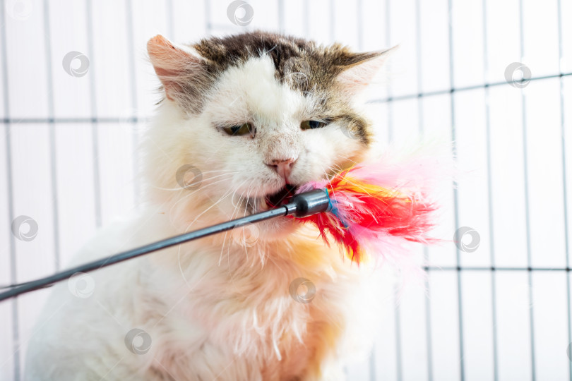 Скачать Маленькая и игривая кошка забавляется с игрушкой, находящейся в клетке фотосток Ozero