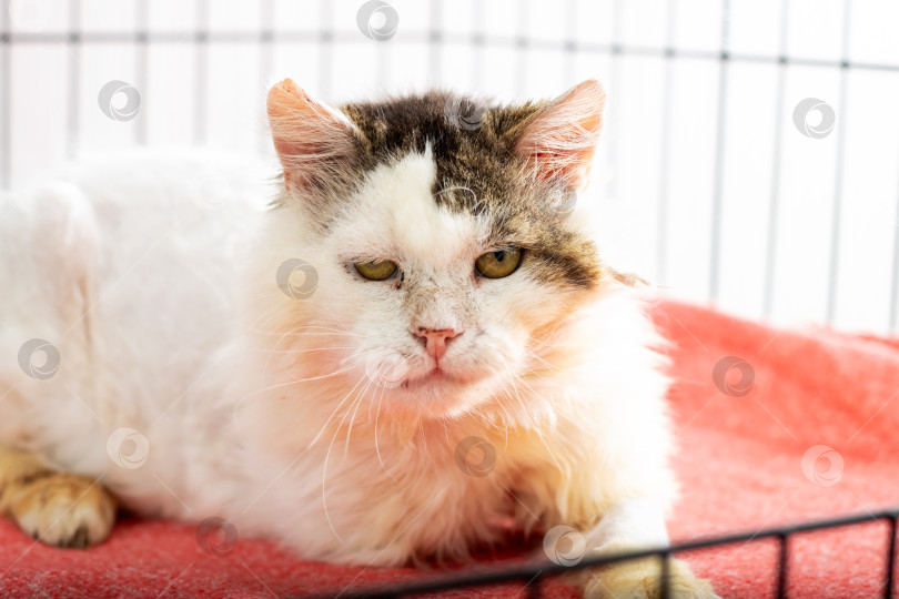 Скачать Пушистый коричнево-белый кот лежит на красном одеяле в клетке фотосток Ozero