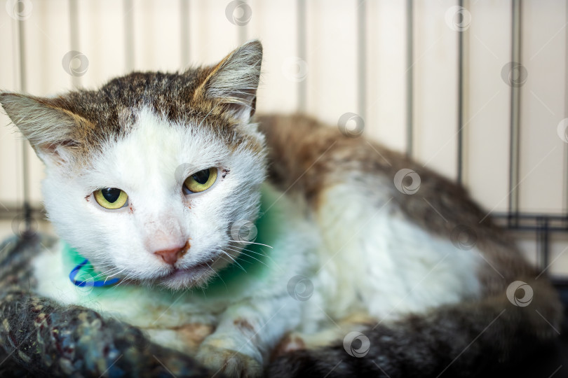 Скачать Домашняя кошка в ярко-зеленом ошейнике уютно лежит в клетке фотосток Ozero