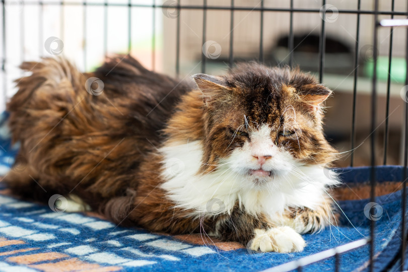 Скачать Домашняя кошка уютно лежит на мягком одеяле внутри клетки фотосток Ozero
