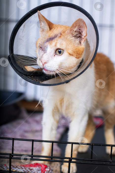 Скачать Оранжево-белая кошка мило одета в конус для восстановления фотосток Ozero