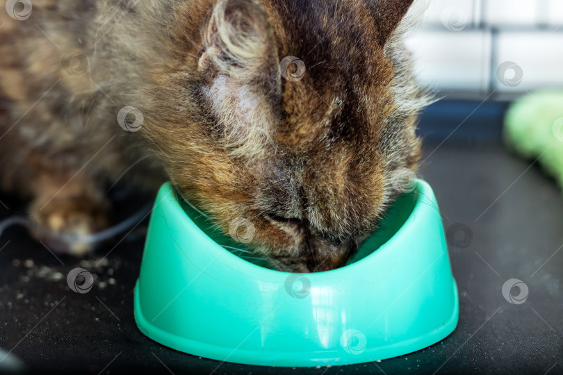 Скачать В данный момент кошка ест из зеленой миски, которая стоит неподалеку фотосток Ozero
